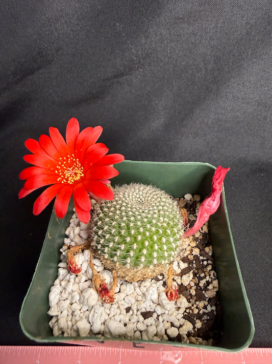 Rebutia krainziana red 1329