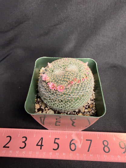 Mammillaria perbella dichotomous 4985