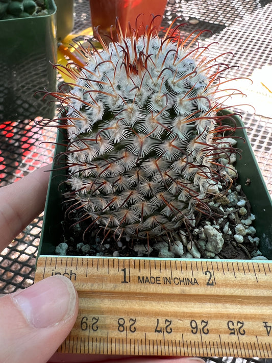 Mammillaria perezdelarosae cactus