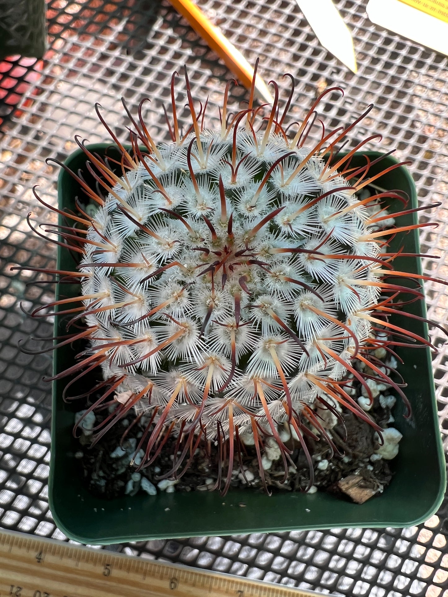 Mammillaria perezdelarosae cactus