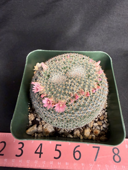 Mammillaria perbella dichotomous 4985