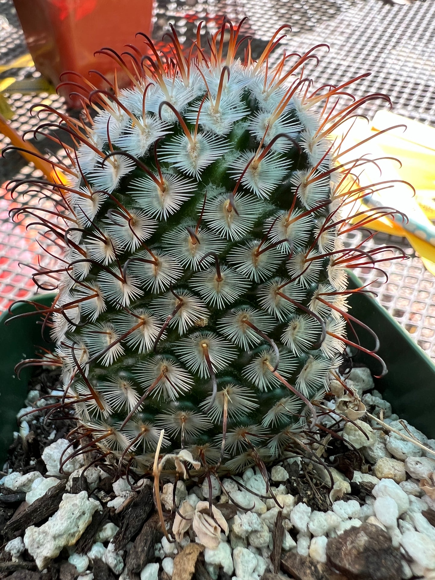 Mammillaria perezdelarosae cactus