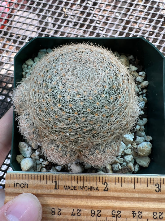 Mammillaria lenta cactus rare with pups