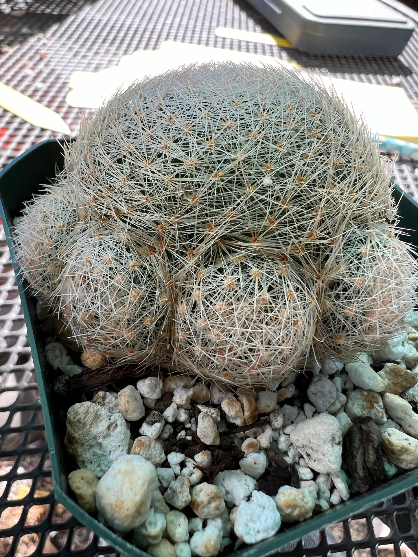 Mammillaria lenta cactus rare with pups