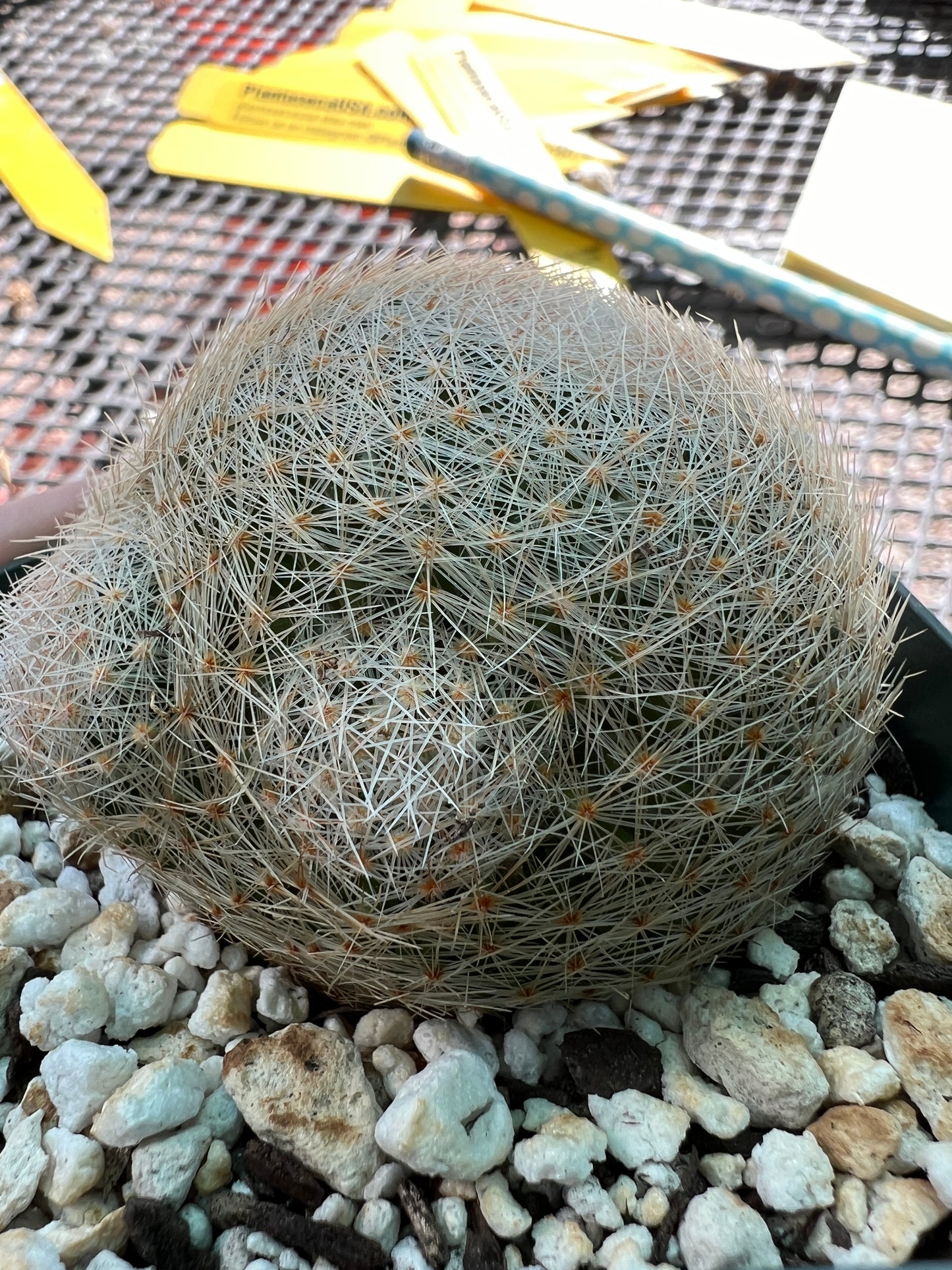 Mammillaria lenta cactus rare with pups