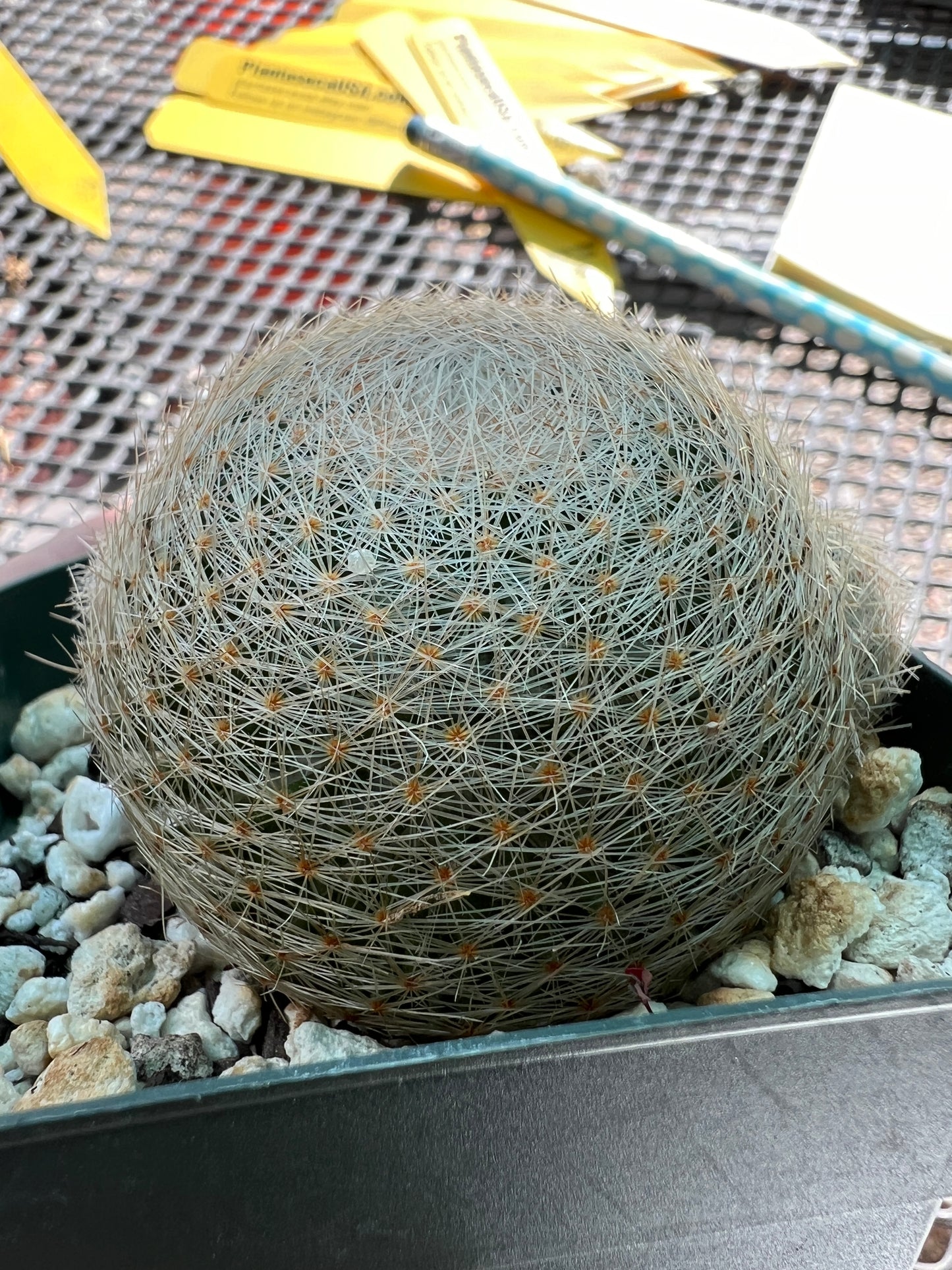 Mammillaria lenta cactus rare with pups