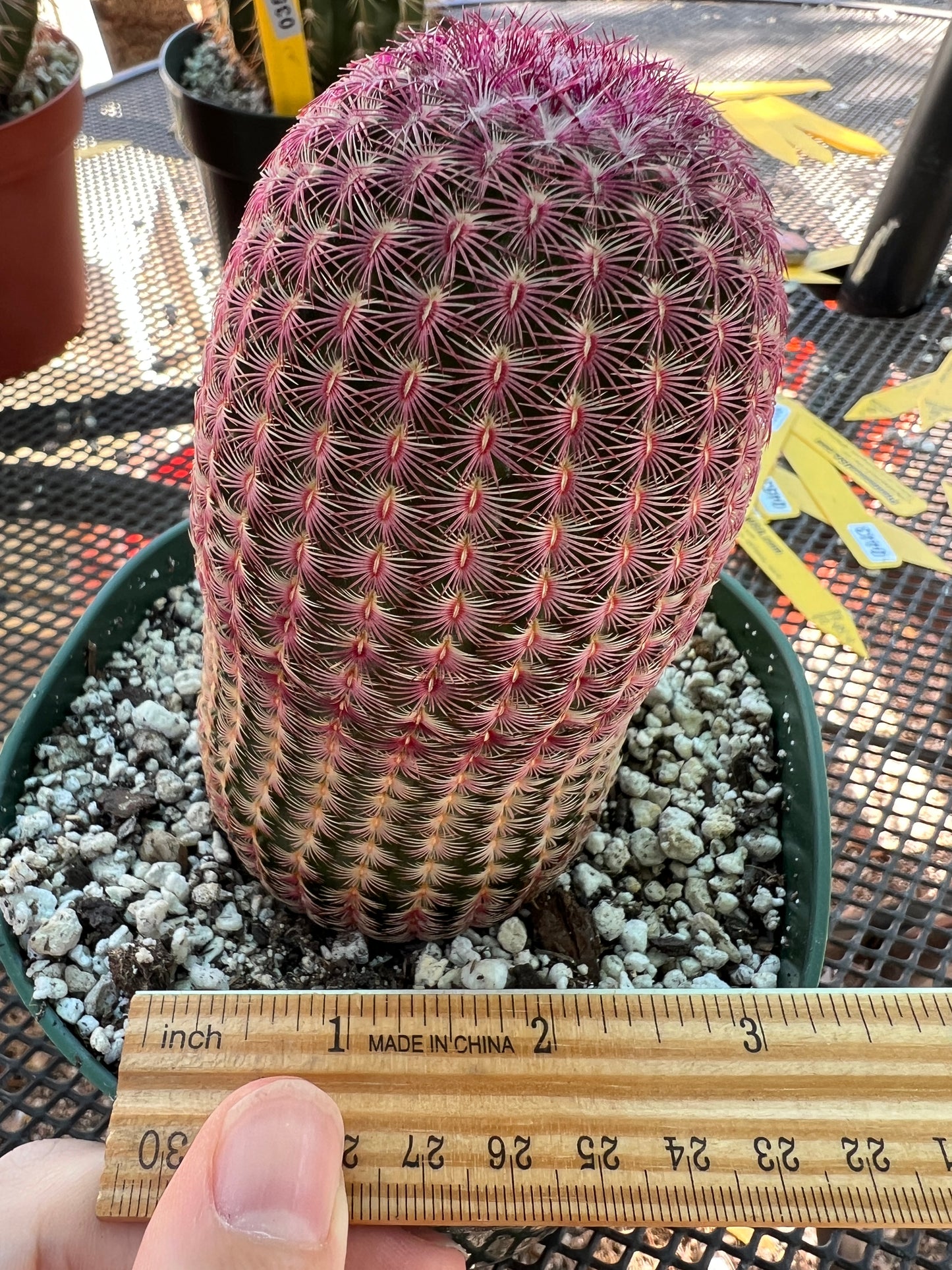 Echinocereus rubispinus in 6 inch pot very nice