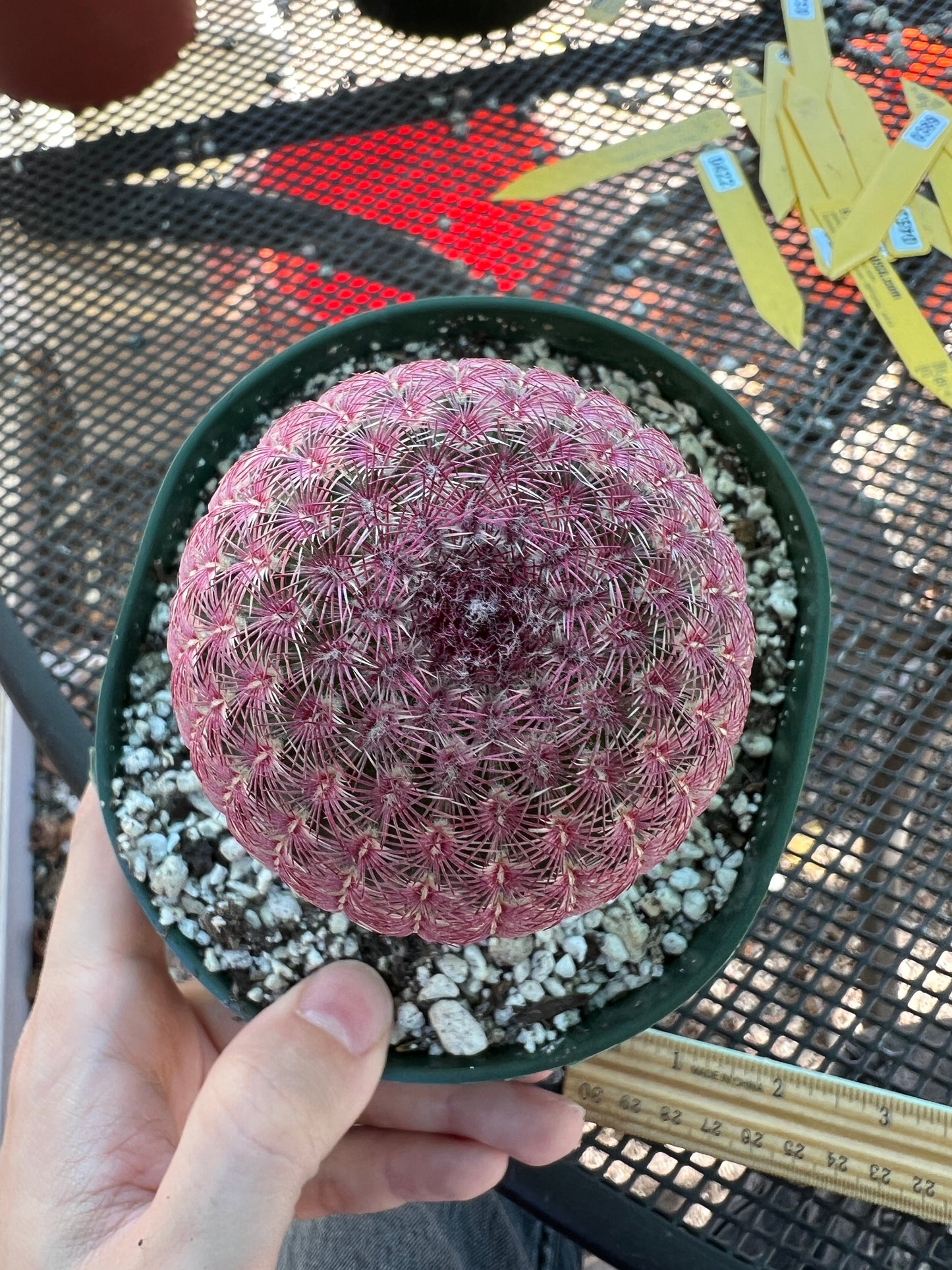 Echinocereus rubispinus in 6 inch pot very nice