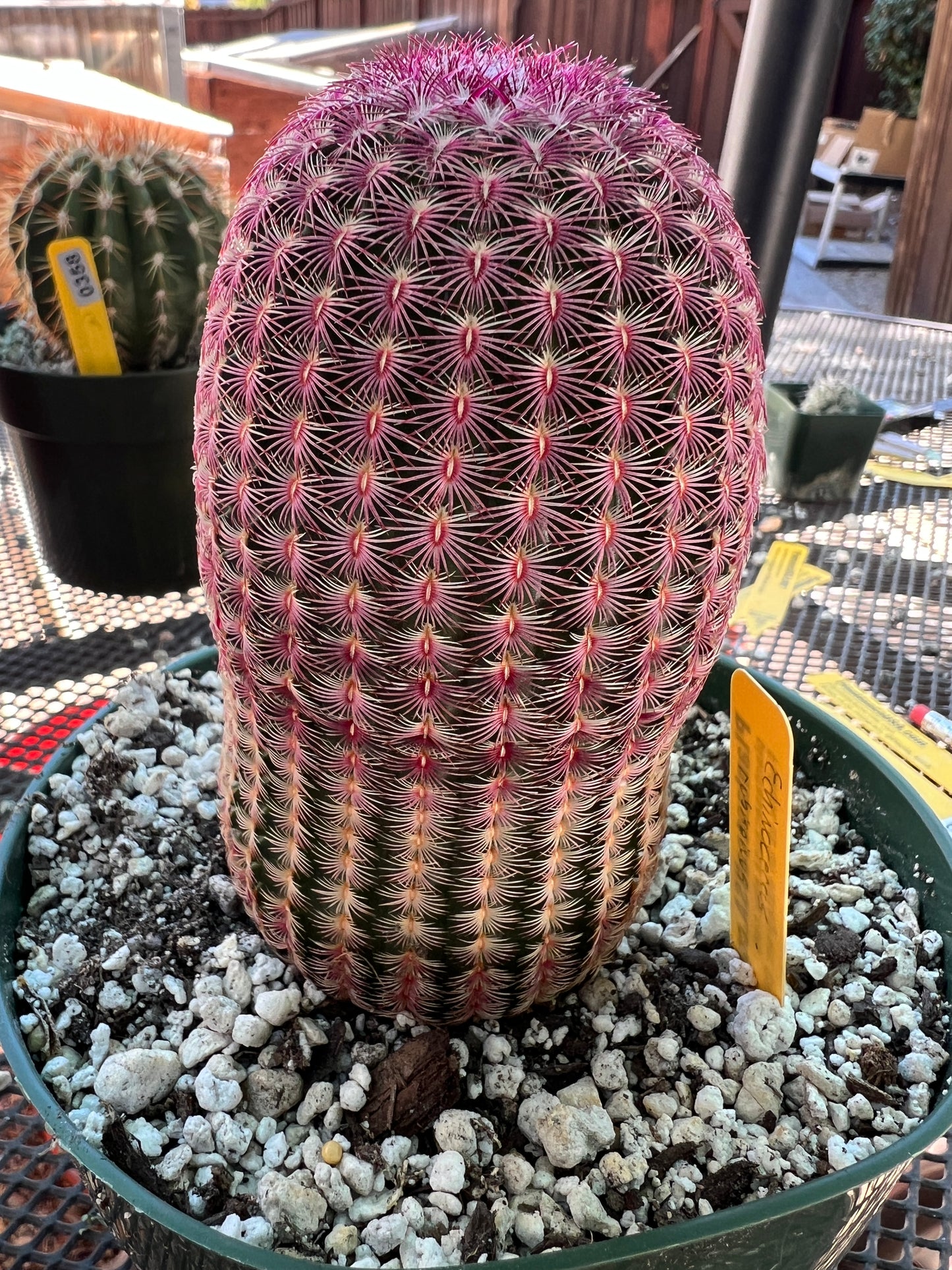 Echinocereus rubispinus in 6 inch pot very nice