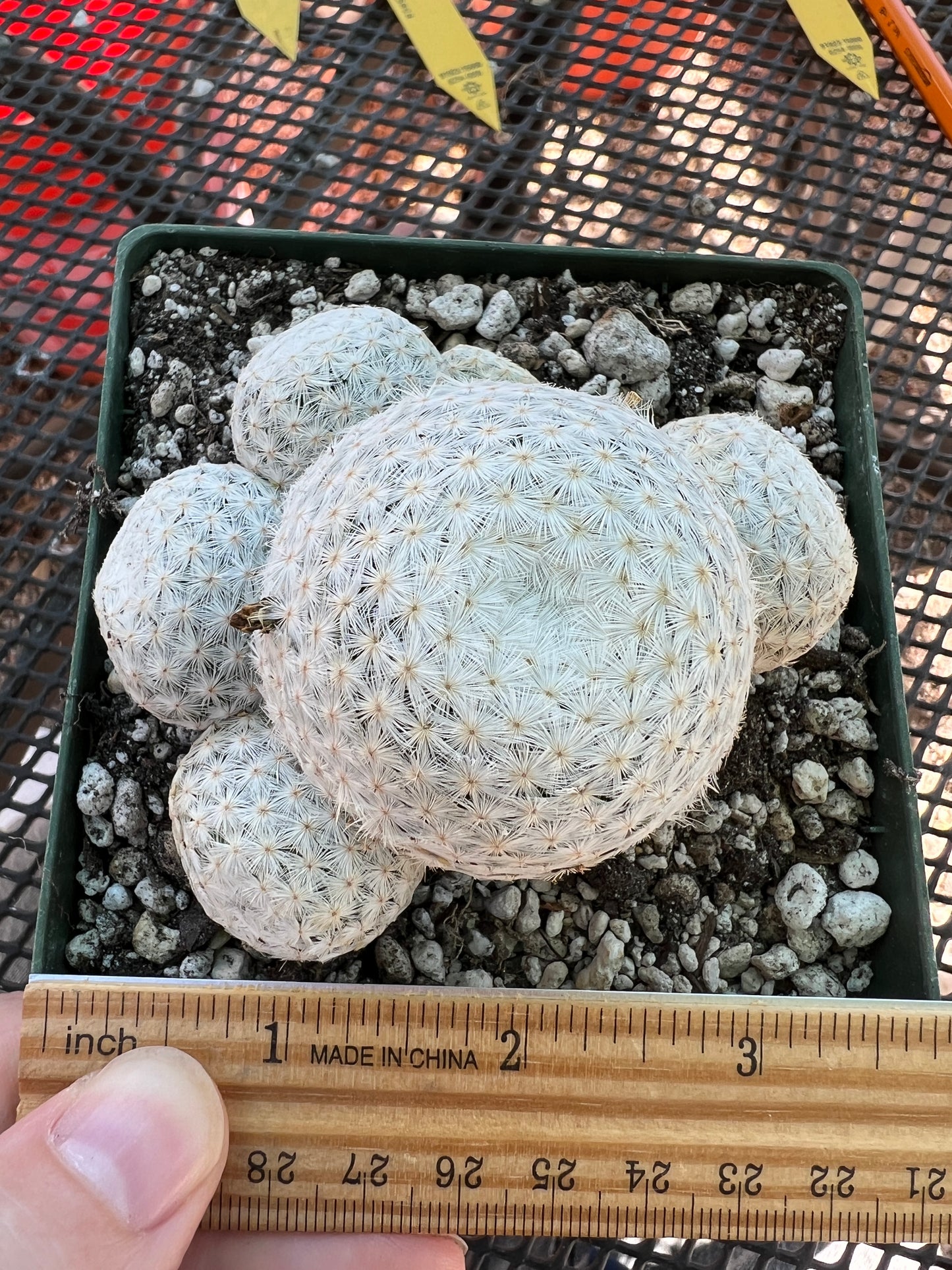 Mammillaria herrerae cactus in 4.25 inch pot very nice rare plant