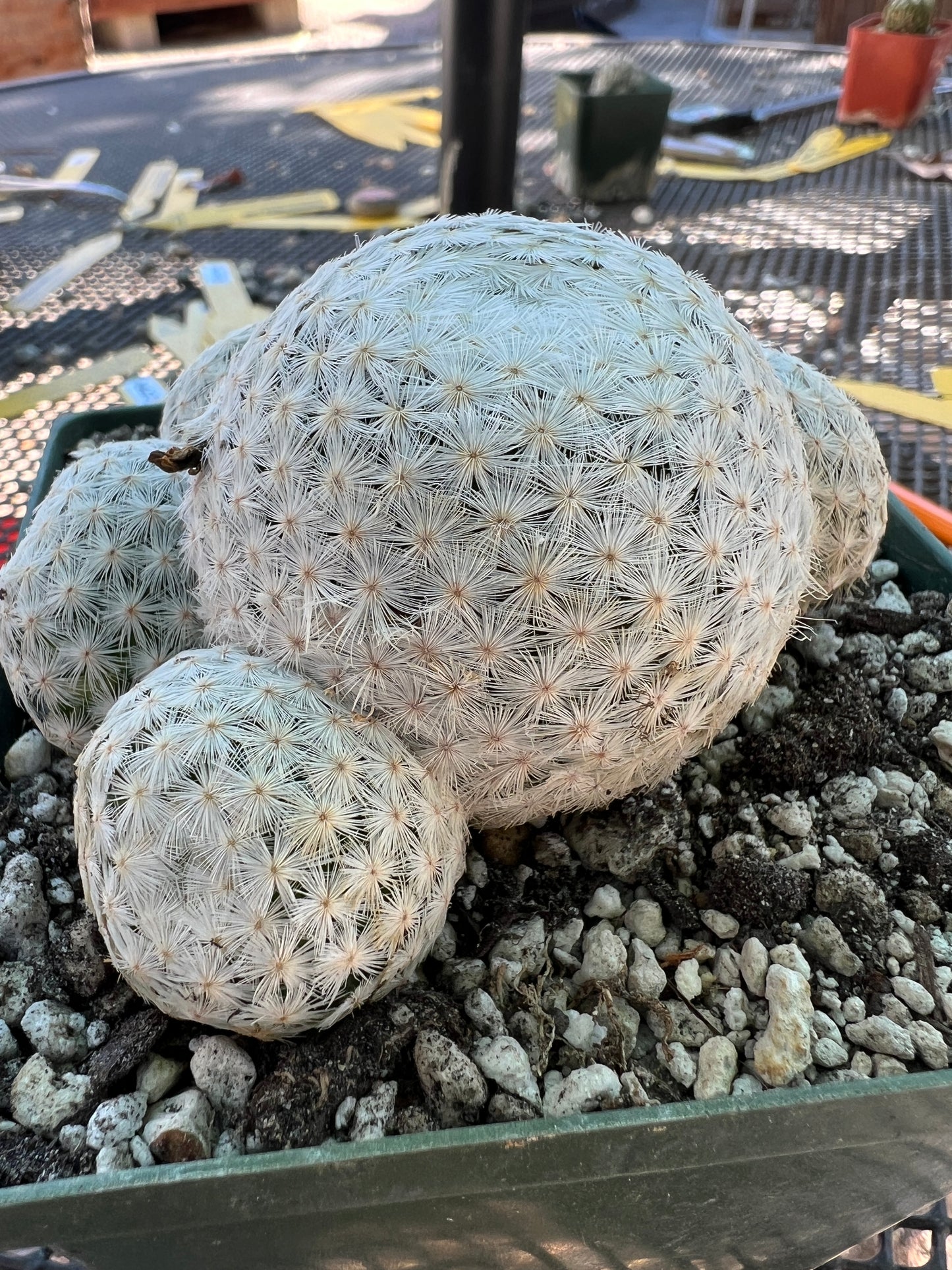 Mammillaria herrerae cactus in 4.25 inch pot very nice rare plant