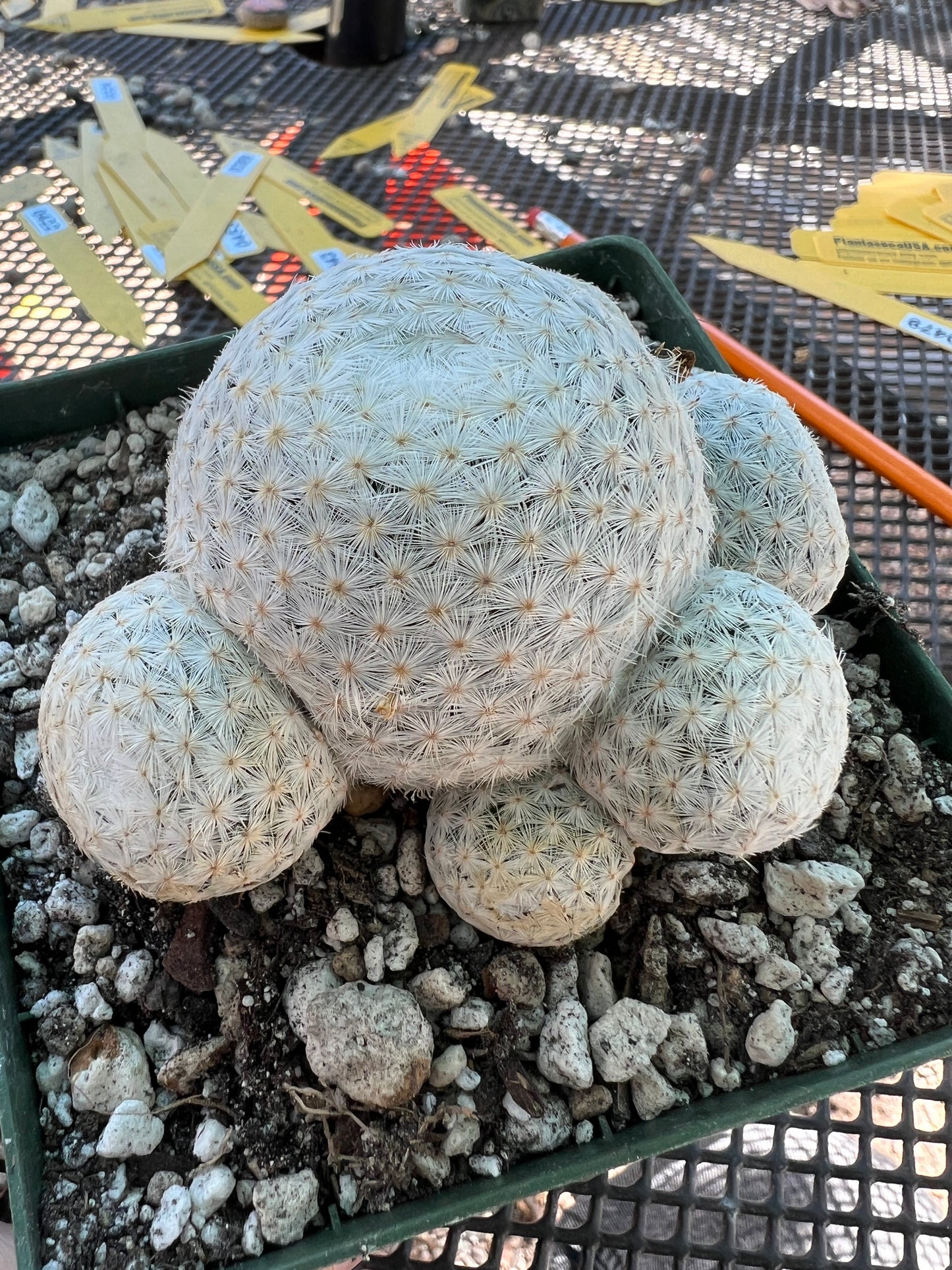 Mammillaria herrerae cactus in 4.25 inch pot very nice rare plant