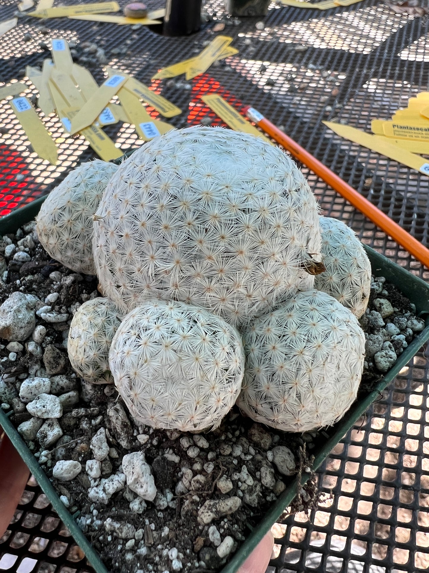 Mammillaria herrerae cactus in 4.25 inch pot very nice rare plant