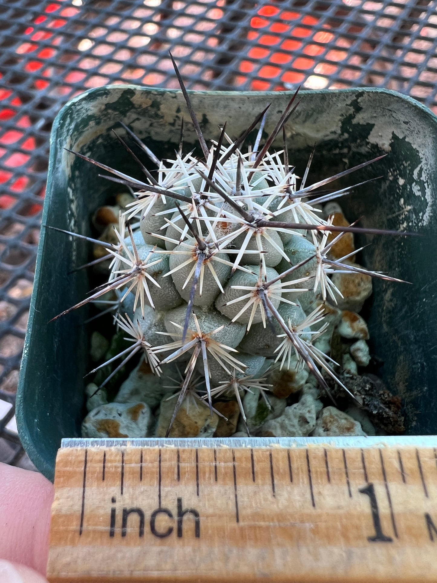 Neolloydia matehualensis very rare cactus #2