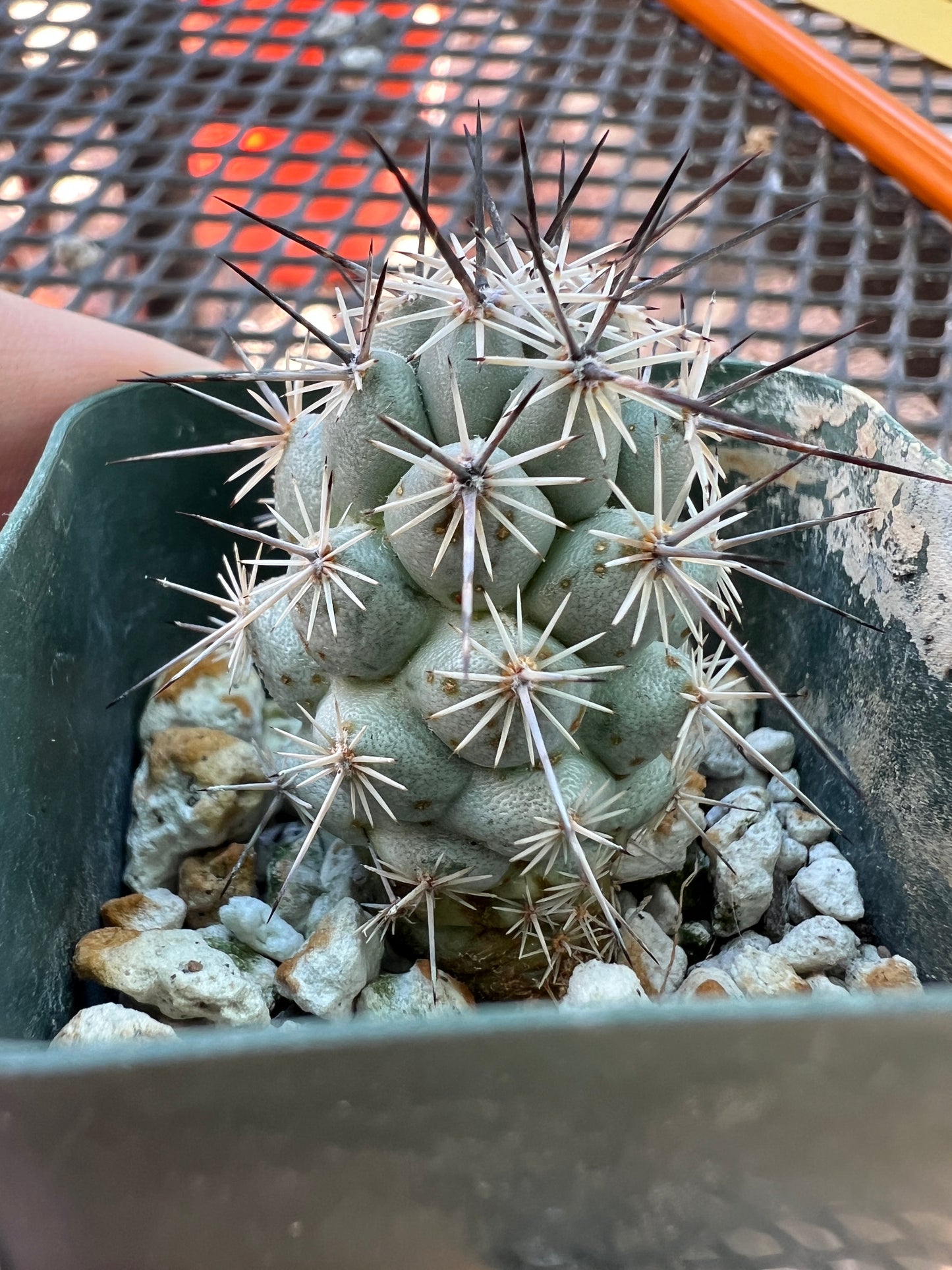 Neolloydia matehualensis very rare cactus #2