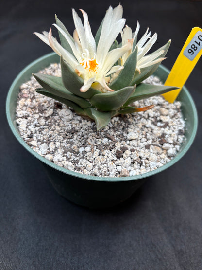 Ariocarpus trigonus large 186