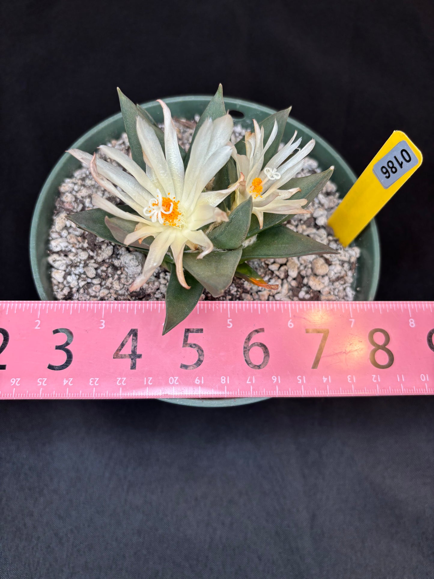 Ariocarpus trigonus large 186