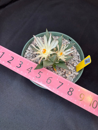 Ariocarpus trigonus large 186
