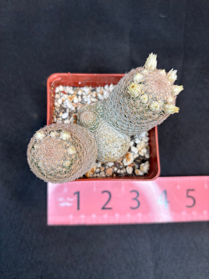 Mammillaria lasciacantha cluster 273