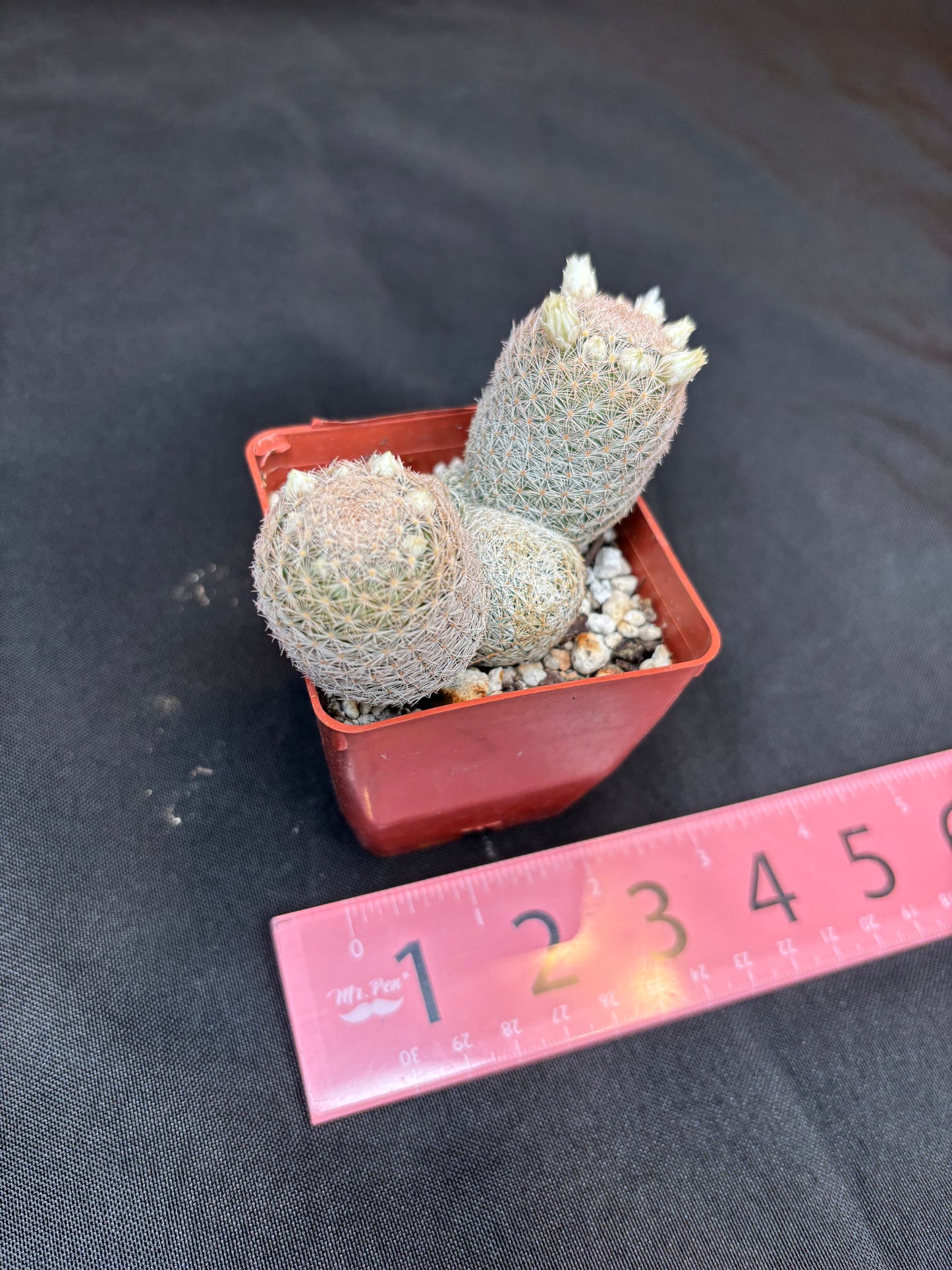 Mammillaria lasciacantha cluster 273