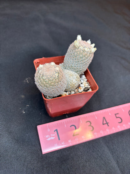 Mammillaria lasciacantha cluster 273