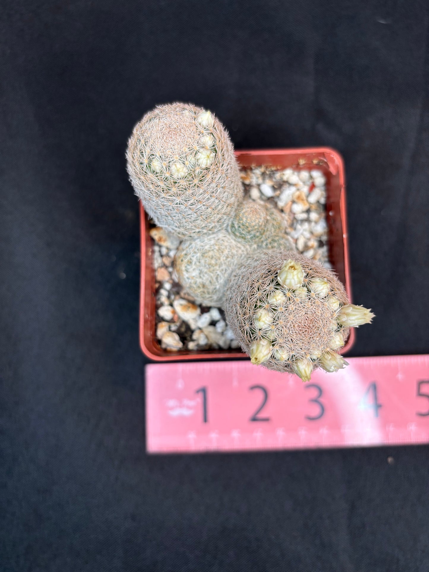 Mammillaria lasciacantha cluster 273
