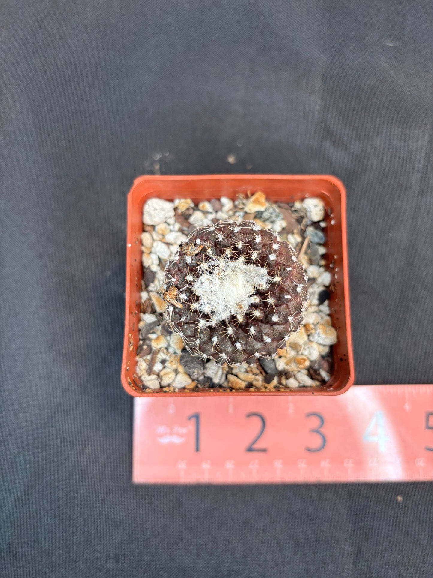 Copiapoa tennuissima 232