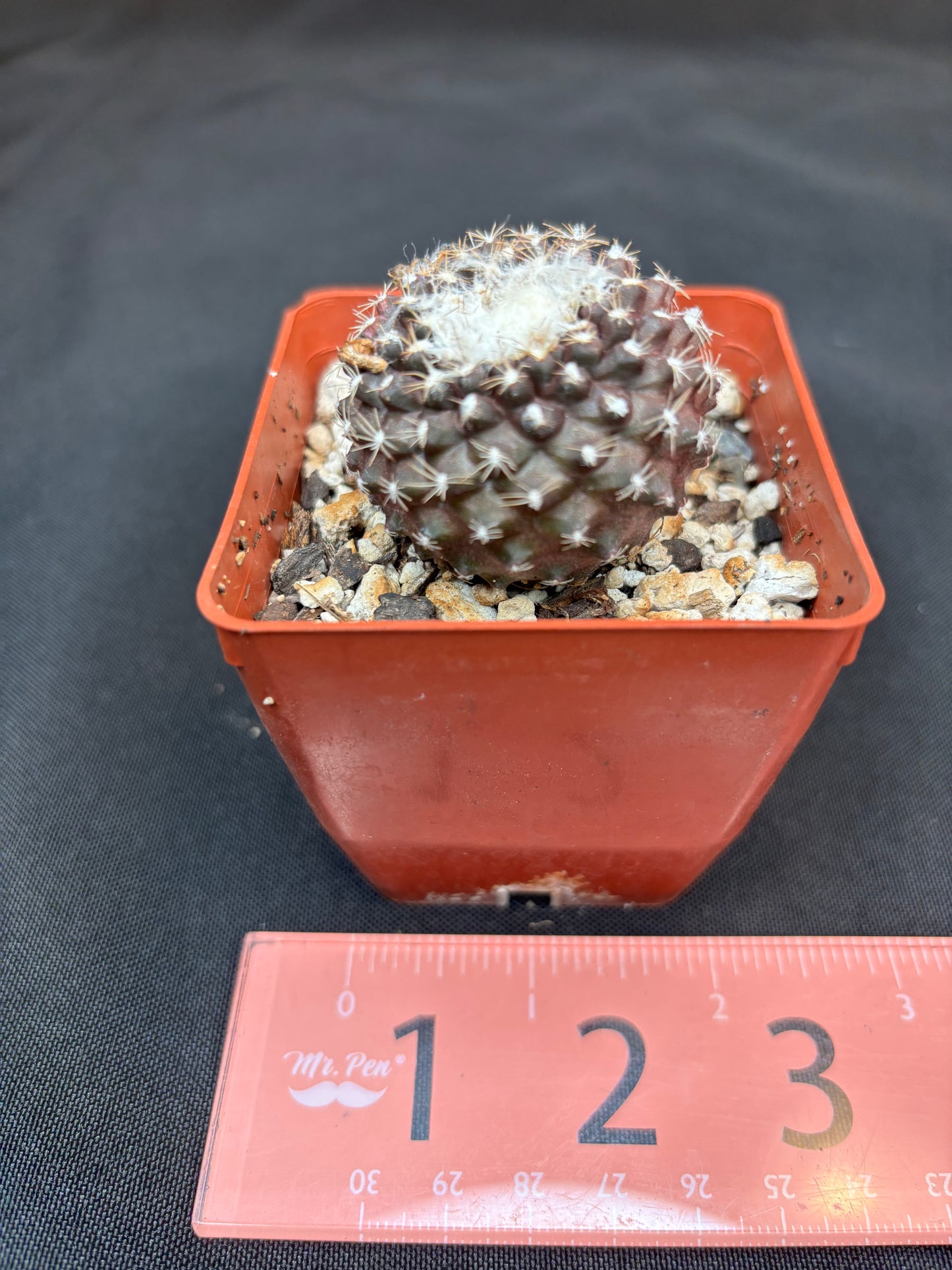 Copiapoa tennuissima 232