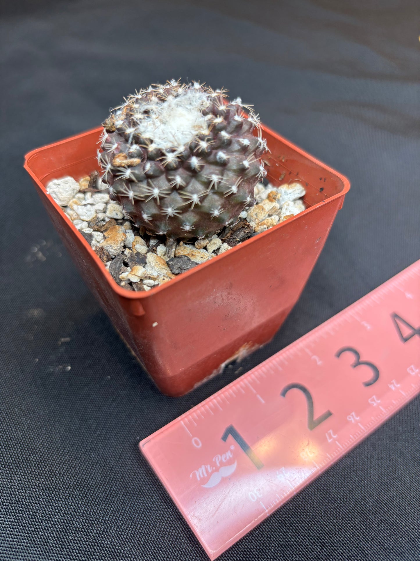 Copiapoa tennuissima 232