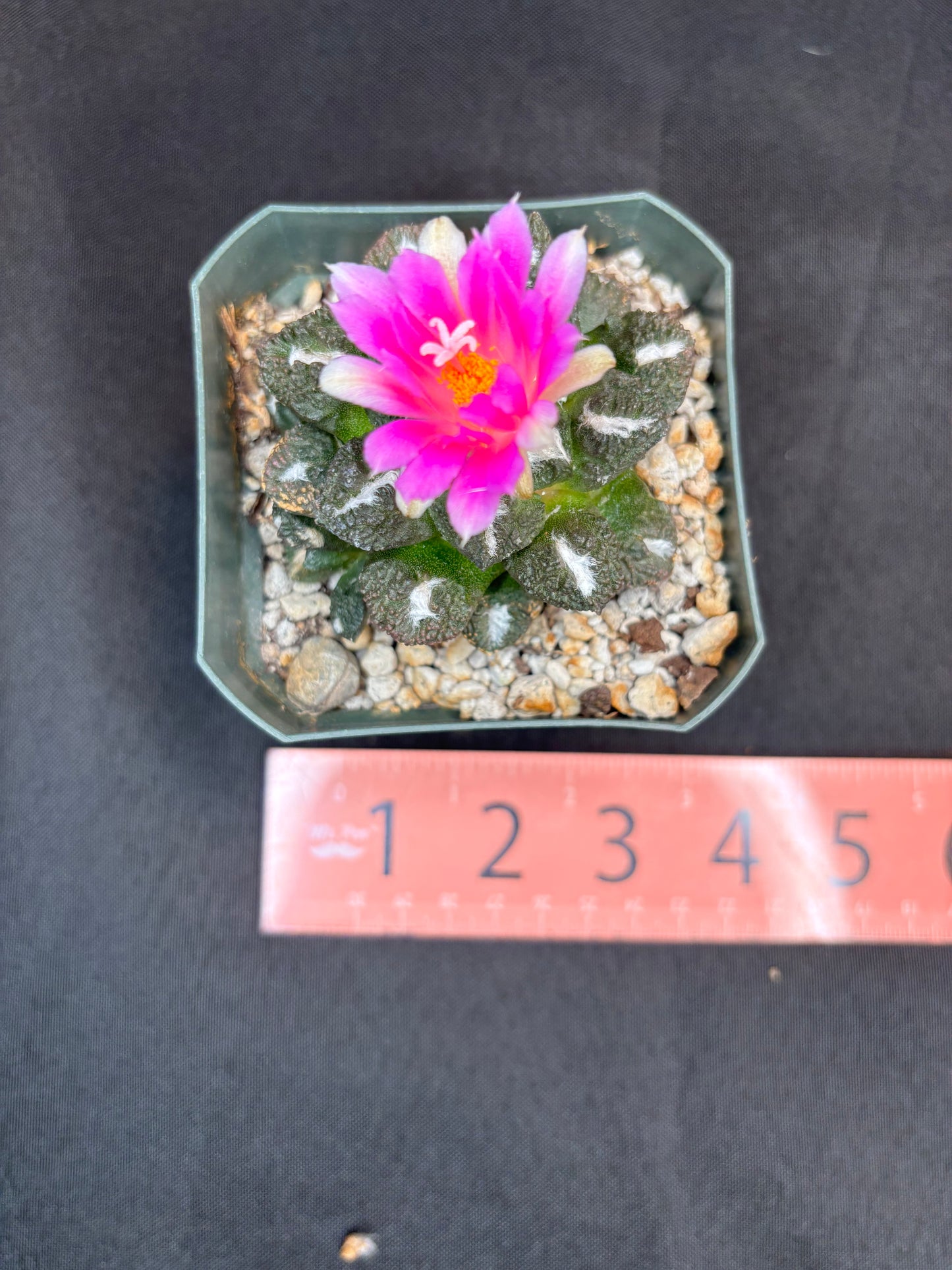 Ariocarpus kotschoubeyanus x Godzilla on short graft 280