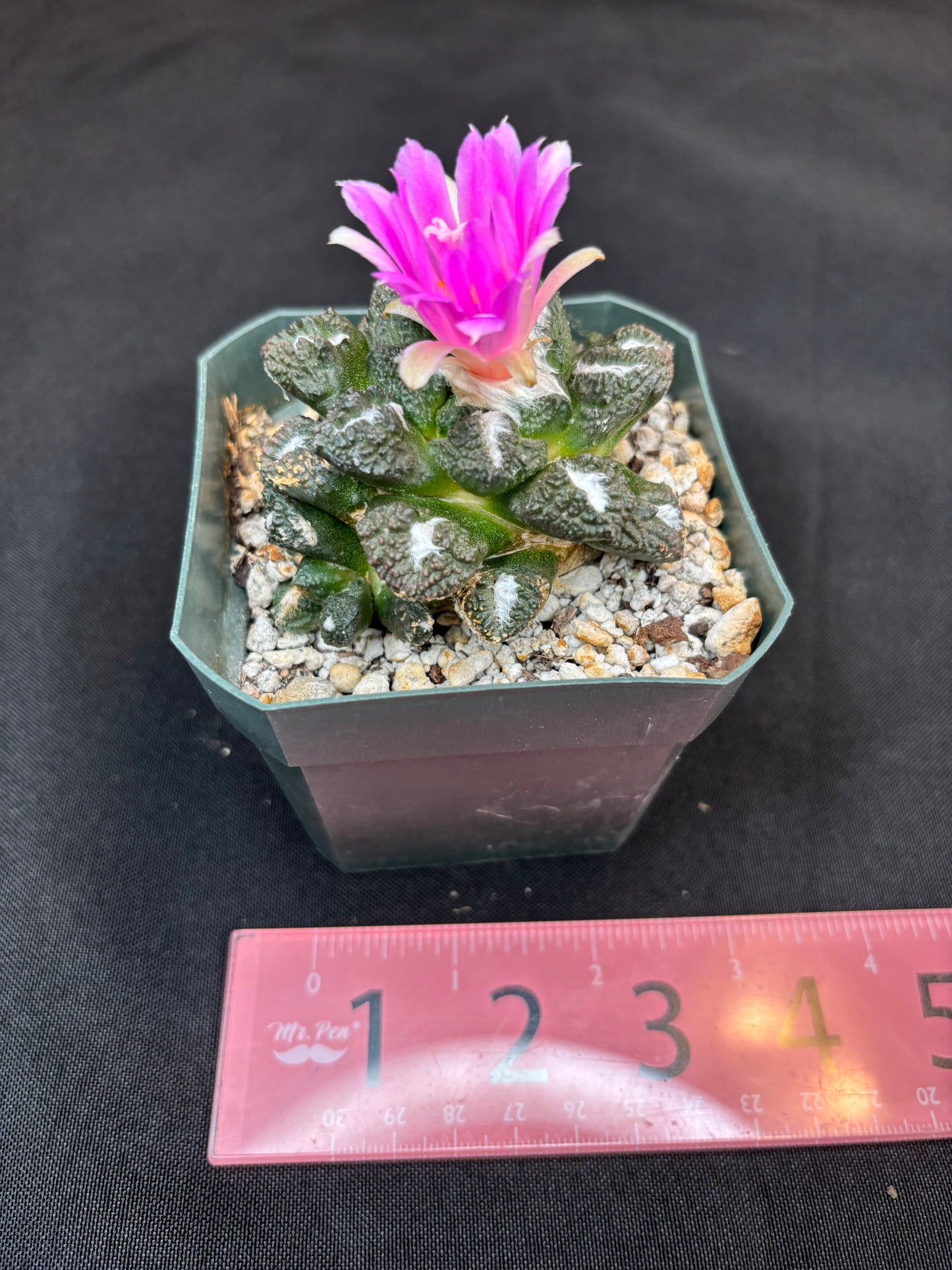 Ariocarpus kotschoubeyanus x Godzilla on short graft 280