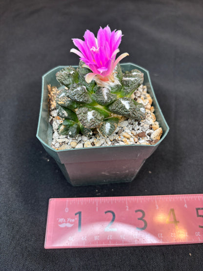 Ariocarpus kotschoubeyanus x Godzilla on short graft 280