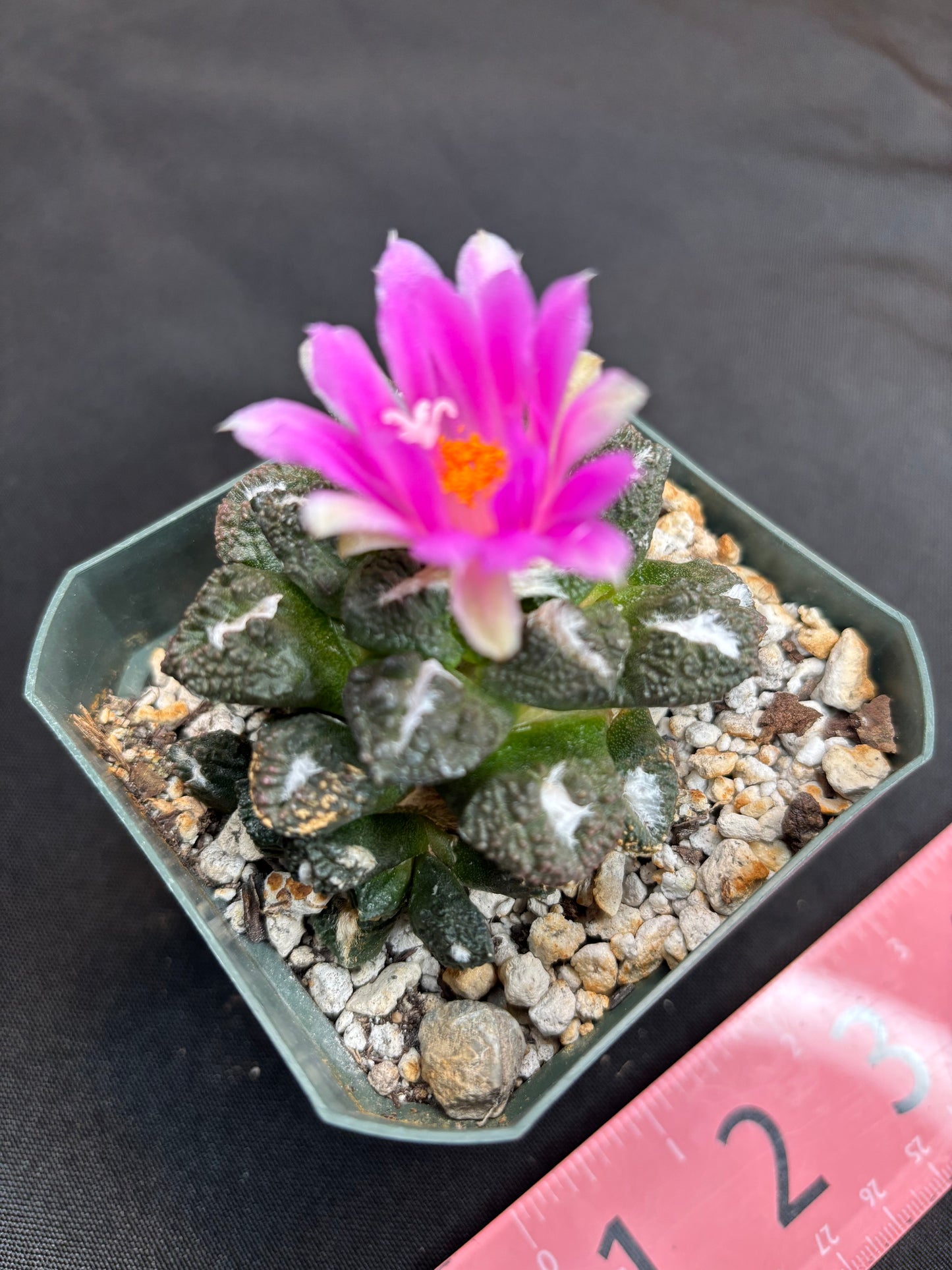 Ariocarpus kotschoubeyanus x Godzilla on short graft 280