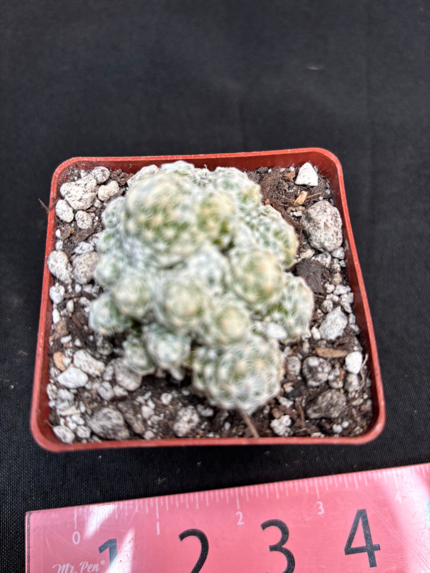 Mammillaria humboldtii 255