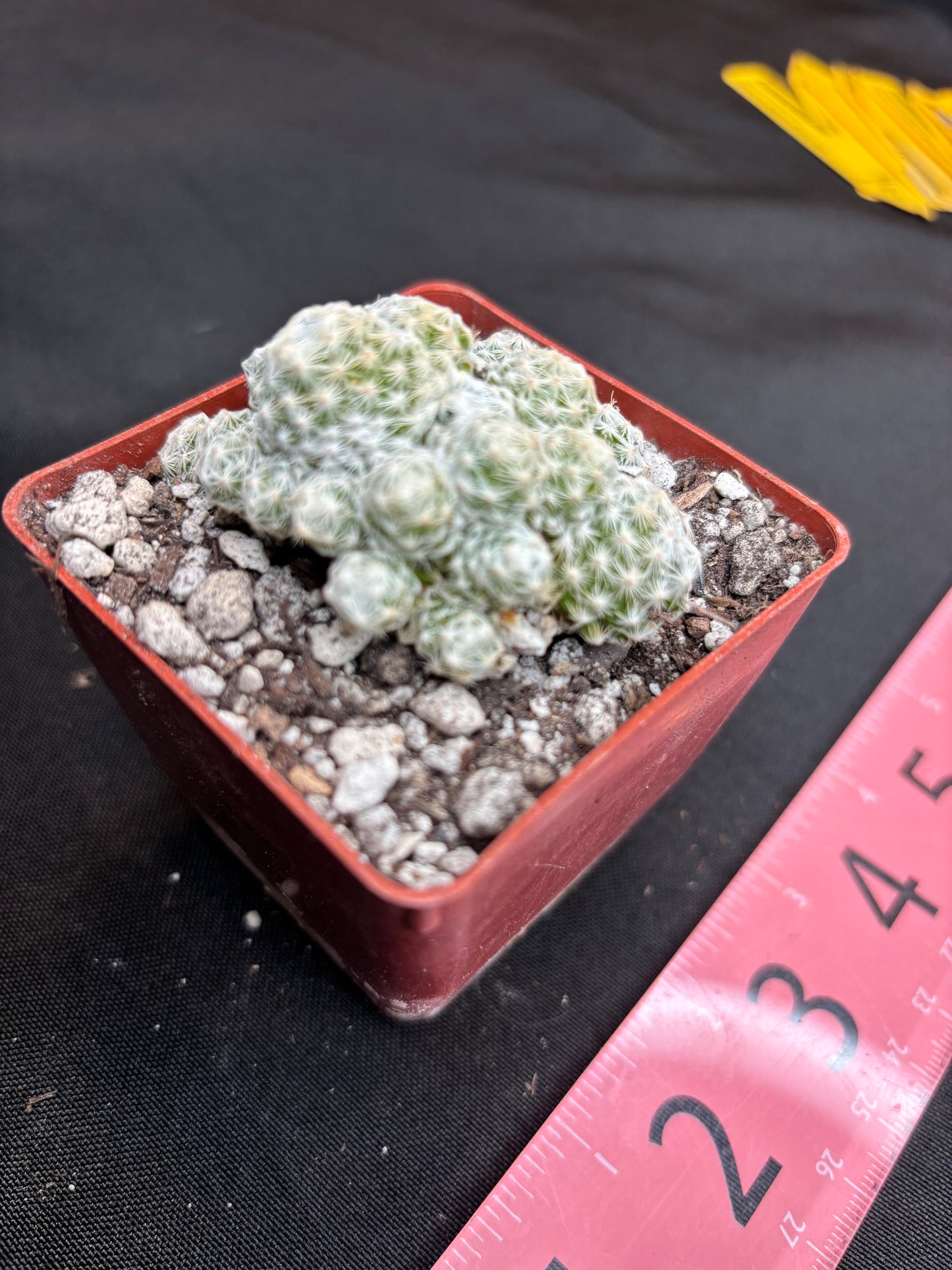 Mammillaria humboldtii 255