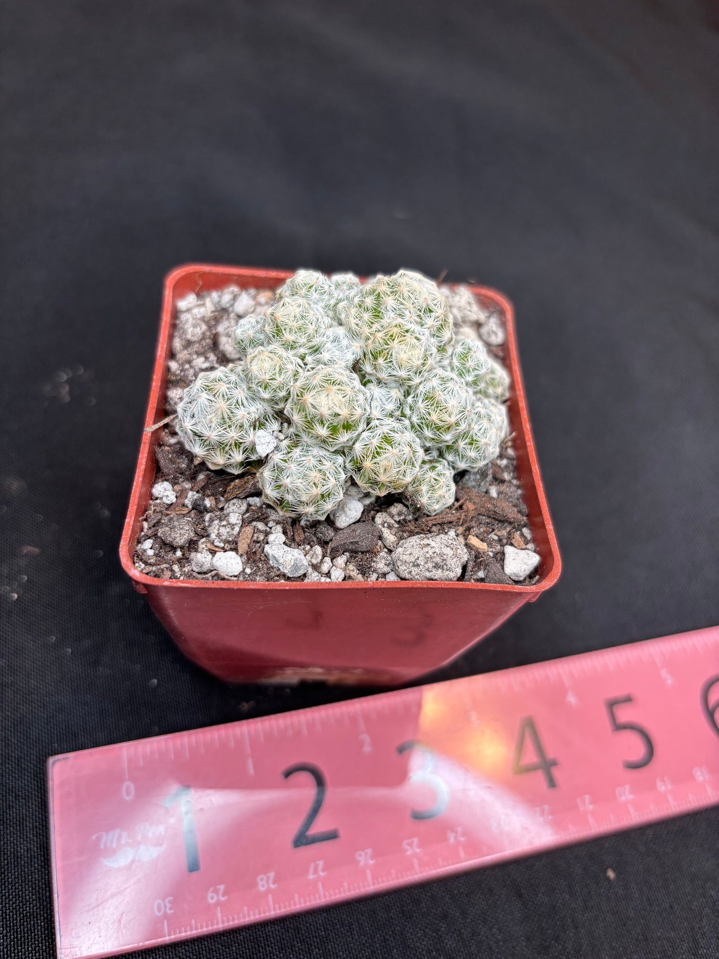 Mammillaria humboldtii 255