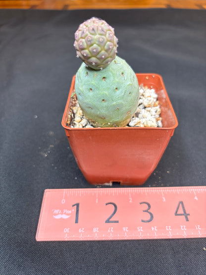 Tephrocactus geometricans 261