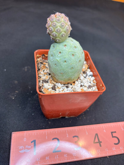 Tephrocactus geometricans 261