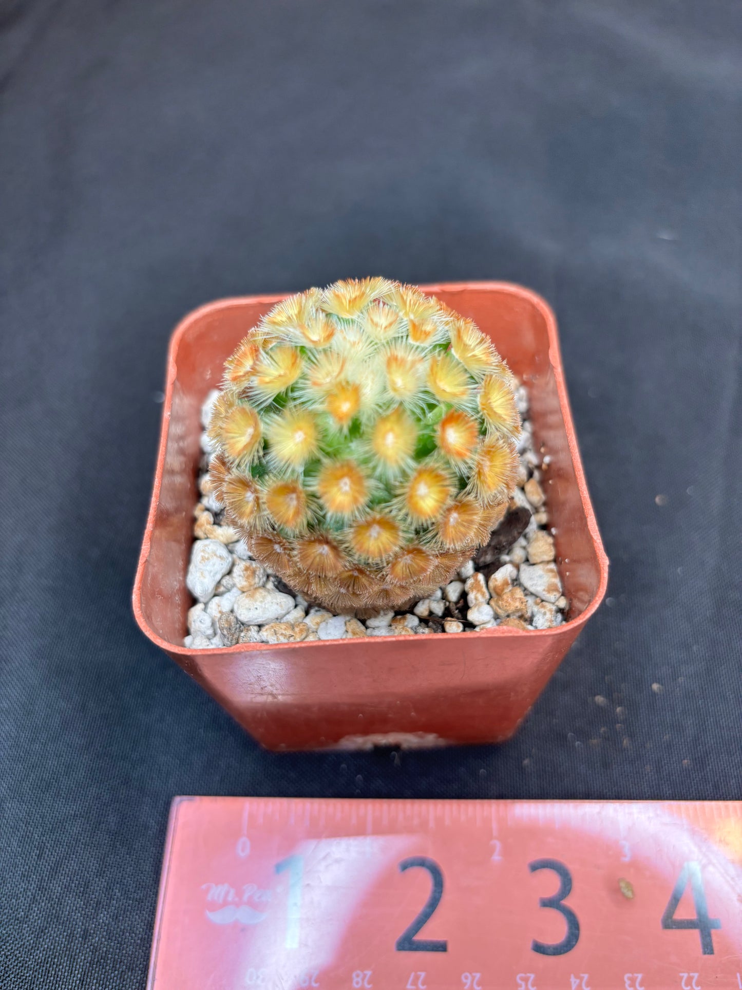 Mammillaria carmenae Buddha 180