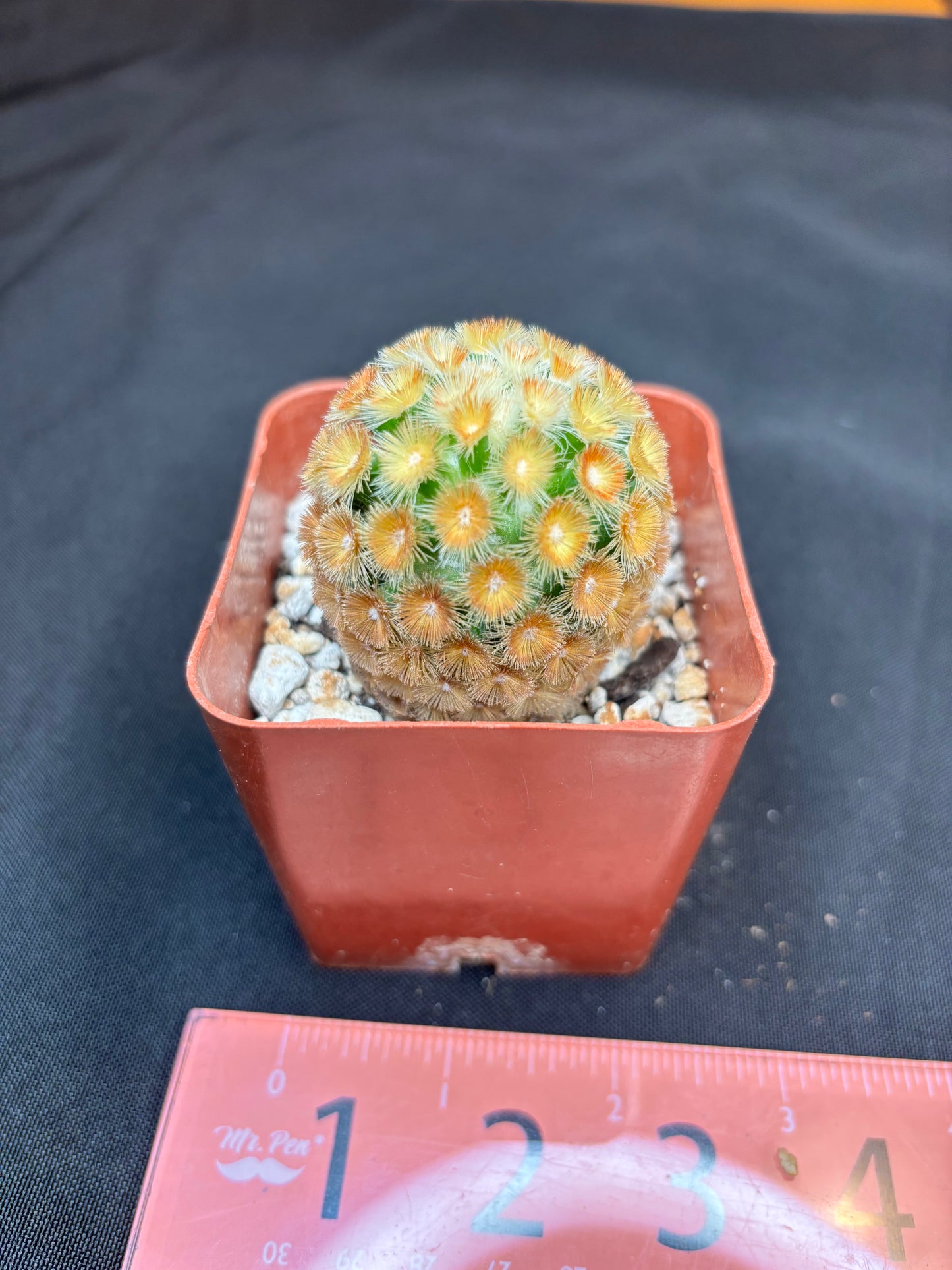 Mammillaria carmenae Buddha 180