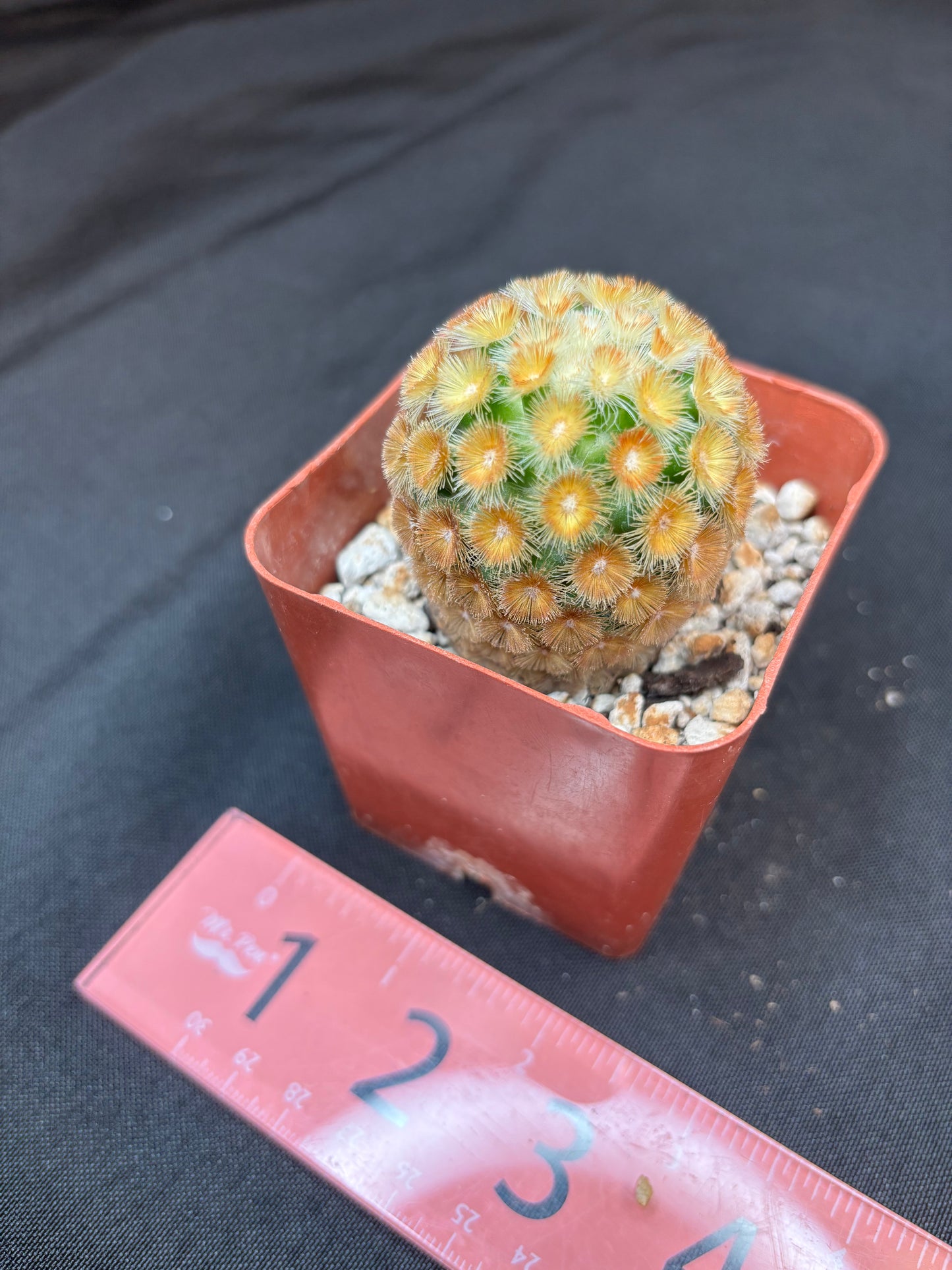 Mammillaria carmenae Buddha 180