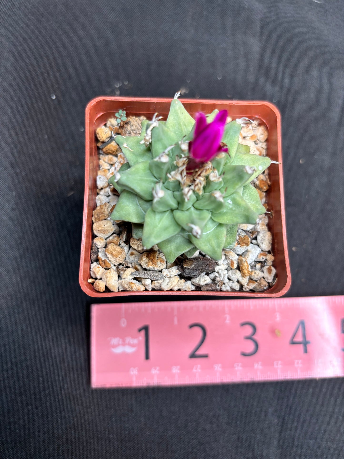 Turbinicarpus Alonsoi 179