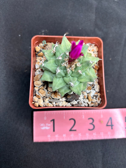 Turbinicarpus Alonsoi 179