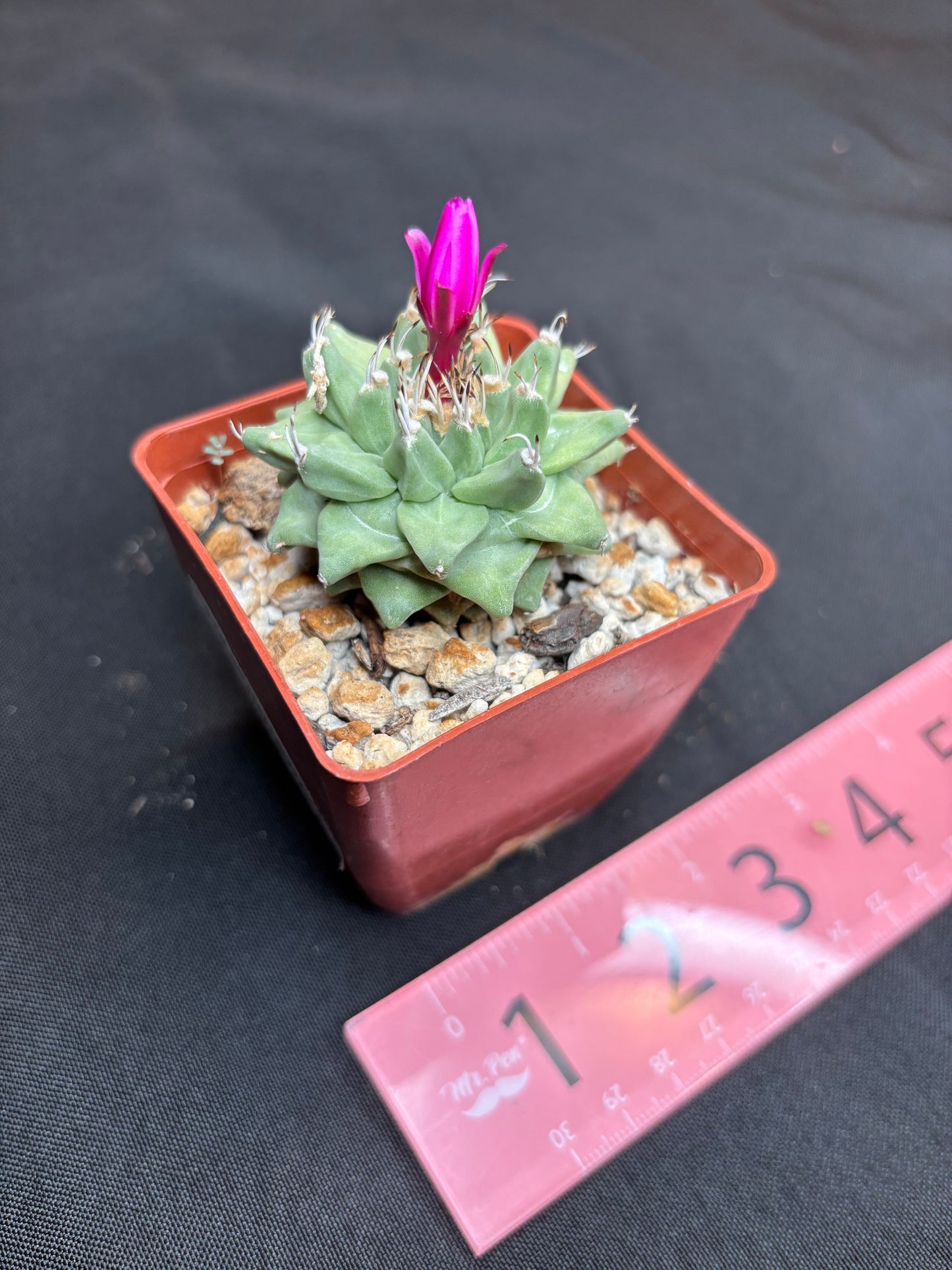 Turbinicarpus Alonsoi 179