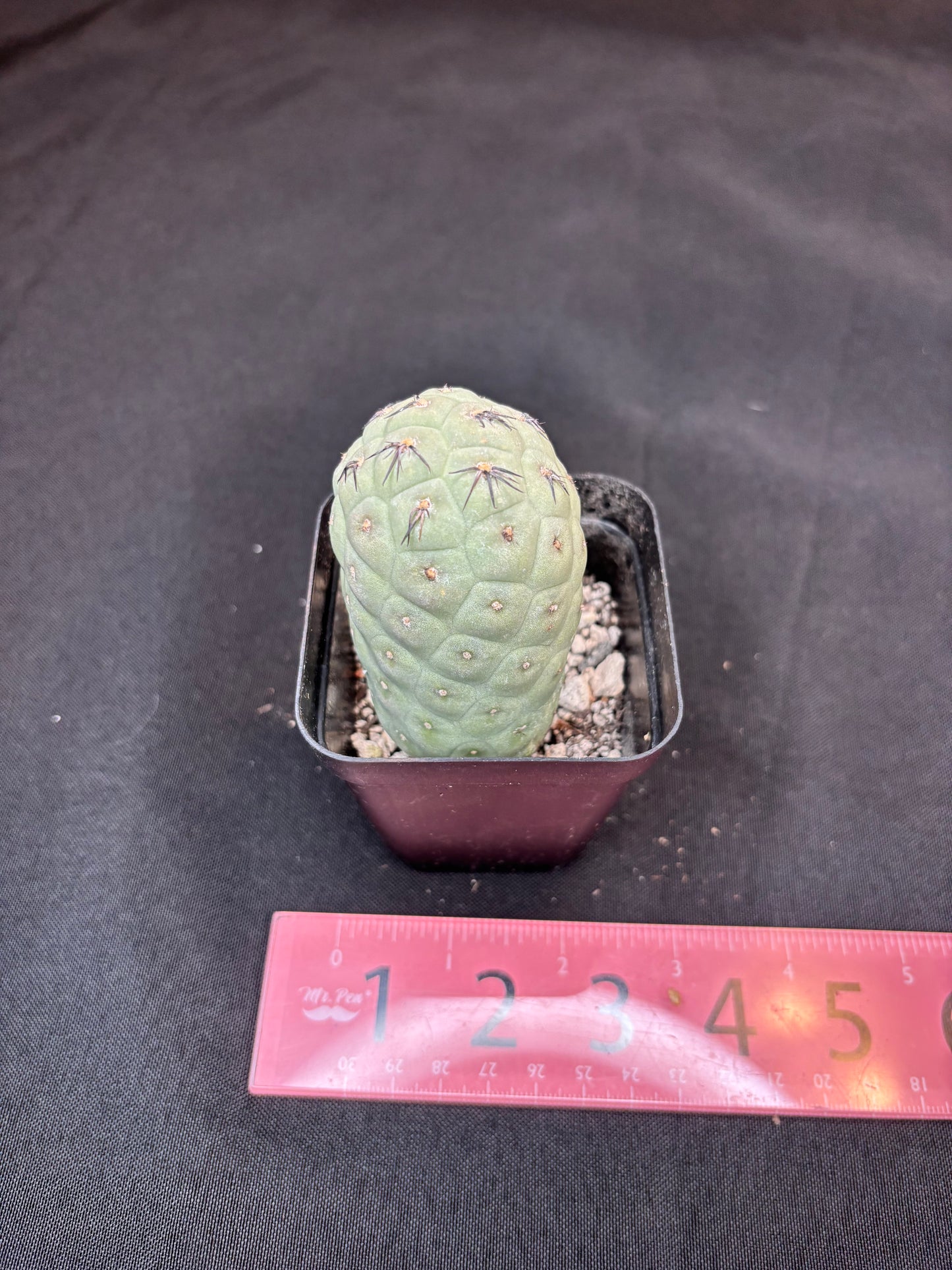 Tephrocactus geometricans 324