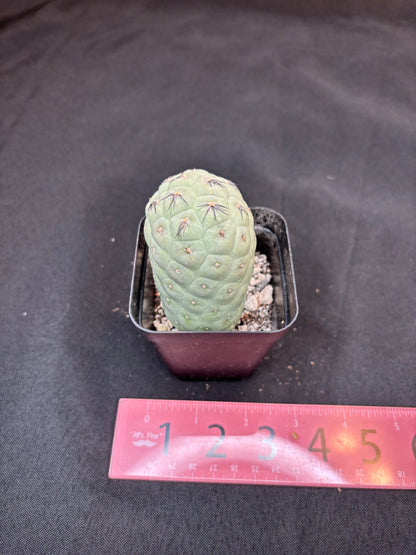 Tephrocactus geometricans 324