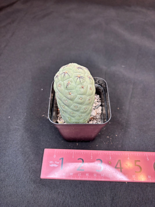 Tephrocactus geometricans 324