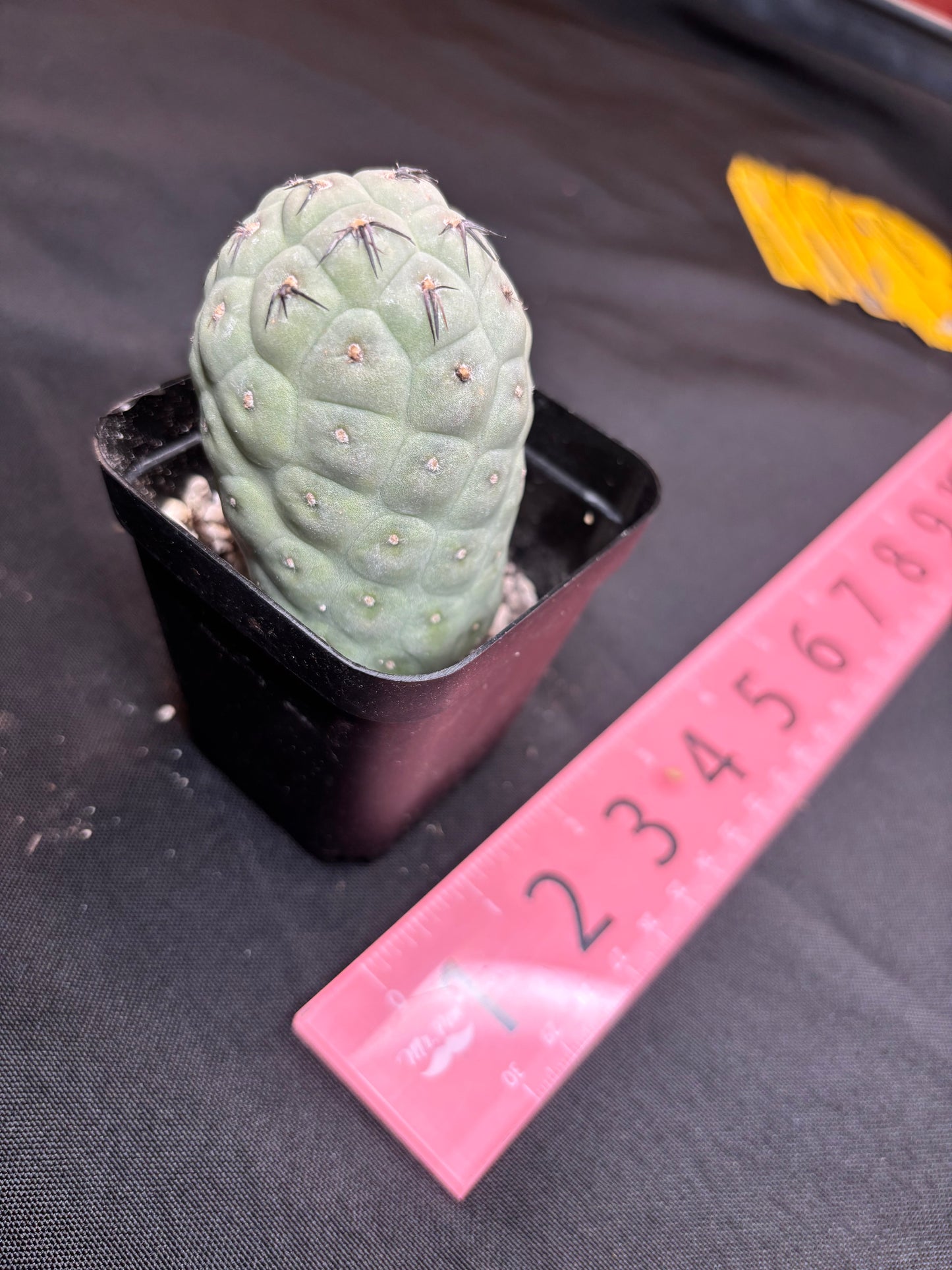 Tephrocactus geometricans 324