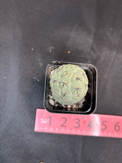 Tephrocactus geometricans 324