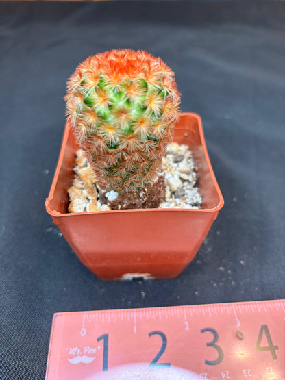 Mammillaria carmenae red 36